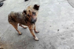 Foto1_Fundación_Pirolico